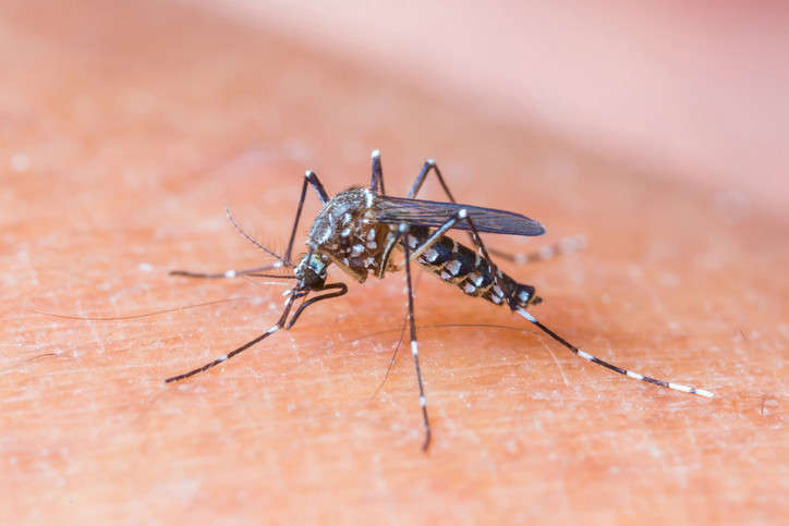 Yellow Fever Outbreak Limits Global Supply of Vaccine