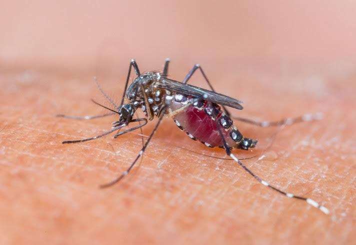 Yellow Fever Epidemic Hits Highest Number Yet