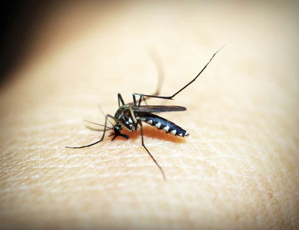 mosquito resting on skin