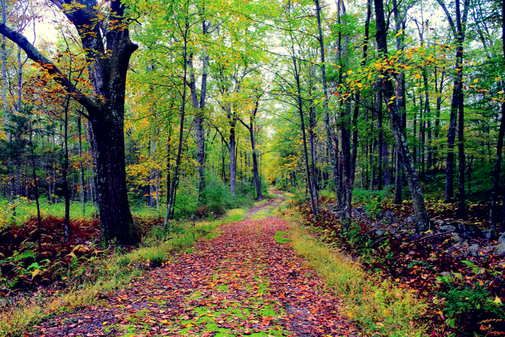 Outdoor Defecation and What it Means Globally for Wellness