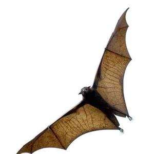 Rabies Cases on the Rise in Illinois 