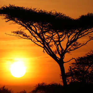 What You Need to Know About Yellow Fever