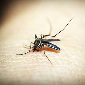 mosquito resting on skin