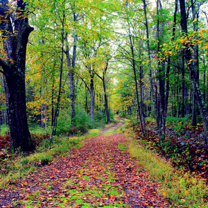 Outdoor Defecation and What it Means Globally for Wellness