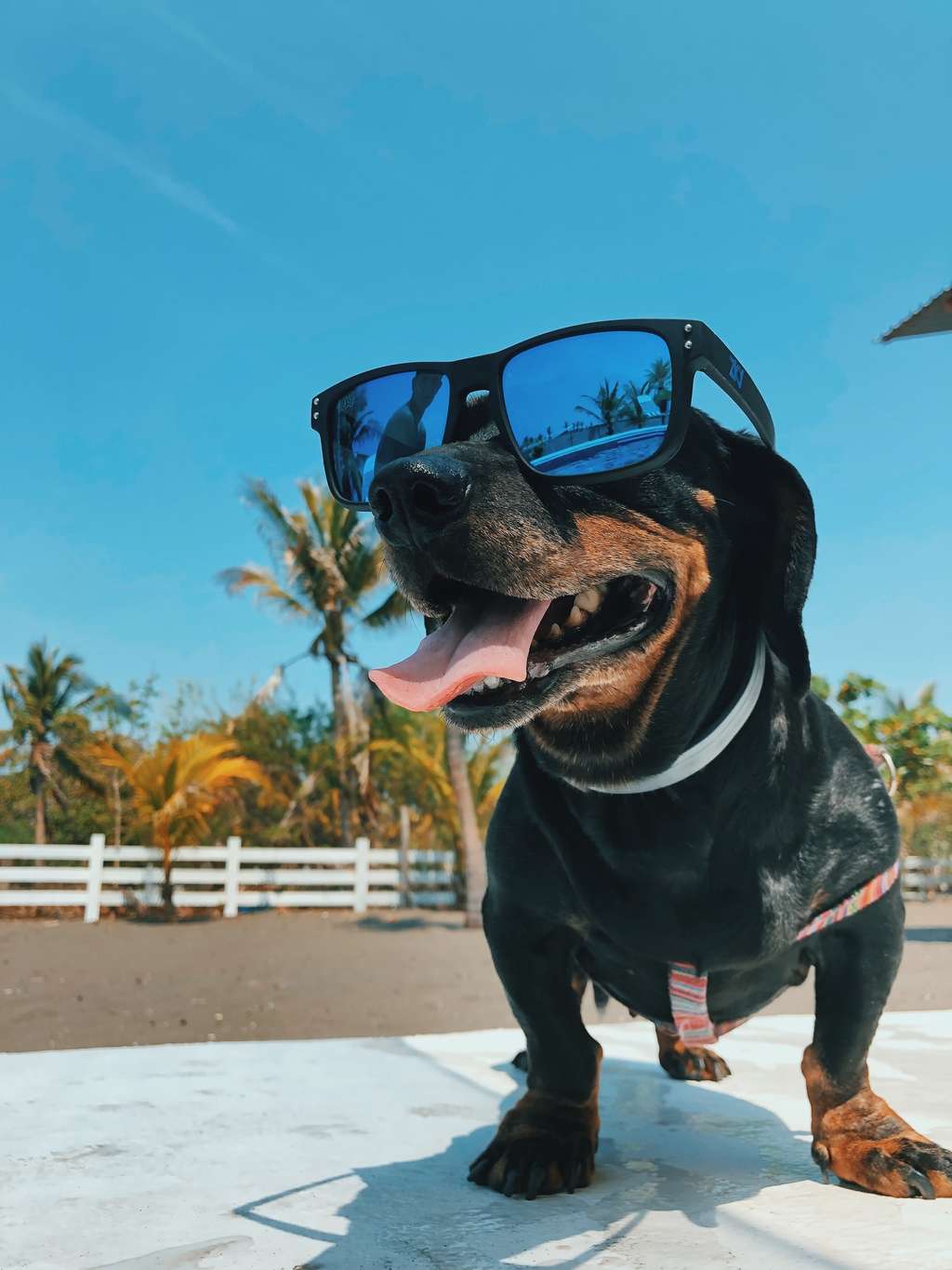 Dog wearing sunglasses in the summer in Las Vegas