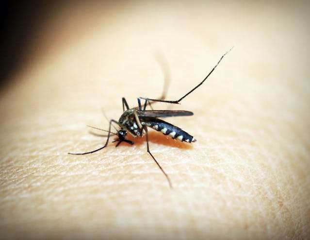 Infected anopheles mosquito